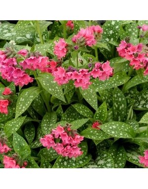 Lungwort, Pulmonaria 'Shrimps on the Barbie' 1G