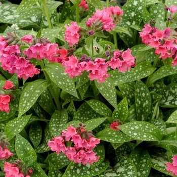 Lungwort, Pulmonaria 'Shrimps on the Barbie' 1G
