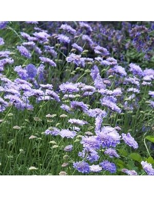 Pincushion Flower, Scabiosa columbaria 'Butterfly Blue' 1Q
