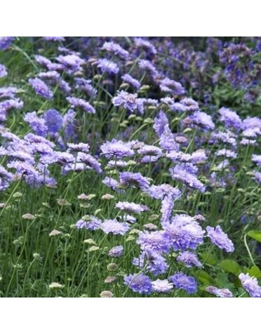 Pincushion Flower, Scabiosa columbaria 'Butterfly Blue' 1Q