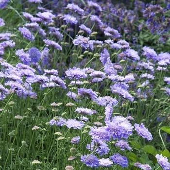 Pincushion Flower, Scabiosa columbaria 'Butterfly Blue' 1Q