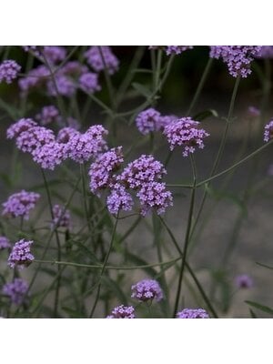 Verbena, Verbena bonariensis 'Purpletop Vervain' 1Q