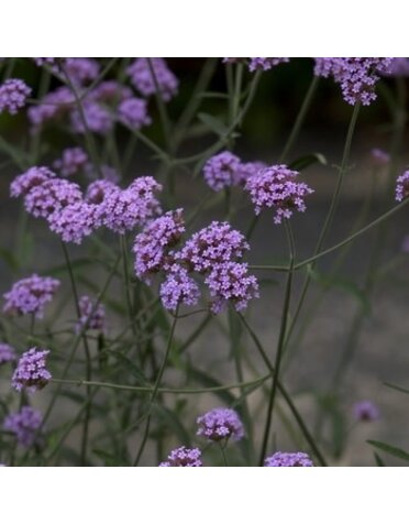 Verbena, Verbena bonariensis 'Purpletop Vervain' 1Q