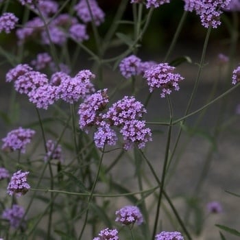 Verbena, Verbena bonariensis 'Purpletop Vervain' 1Q