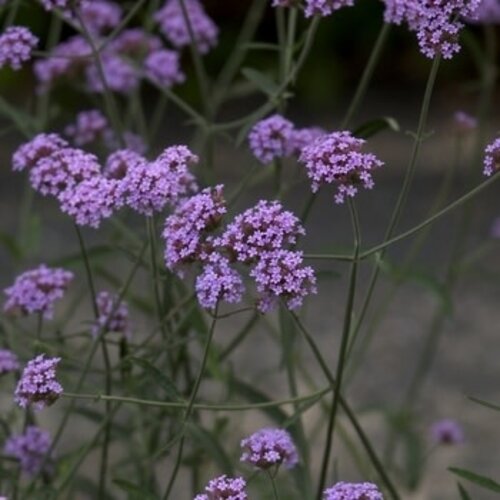 Verbena, Verbena bonariensis 'Purpletop Vervain' 8"