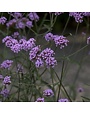 Verbena, Verbena bonariensis 'Purpletop Vervain' 8"