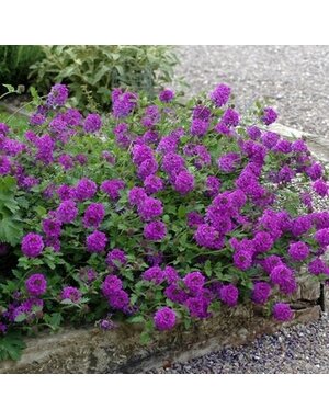 Verbena, Verbena canadensis 'Homestead Purple' (Groundcover) 4Q