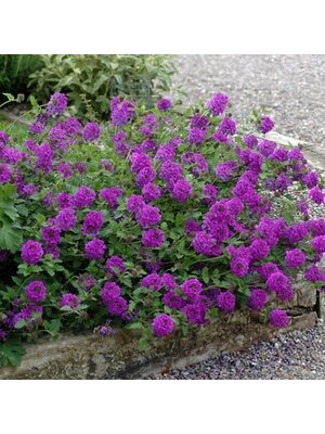 Verbena, Verbena canadensis 'Homestead Purple' (Groundcover) 1G
