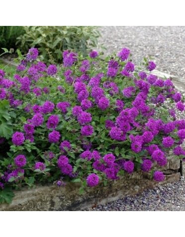 Verbena, Verbena canadensis 'Homestead Purple' (Groundcover) 4Q