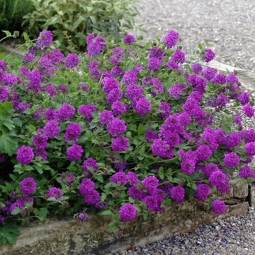 Verbena, Verbena canadensis 'Homestead Purple' (Groundcover) 1G