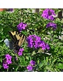 Verbena, Verbena canadensis 'Homestead Purple' (Groundcover) 4Q