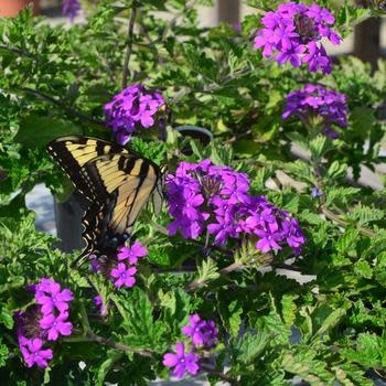 Verbena, Verbena canadensis 'Homestead Purple' (Groundcover) 4Q