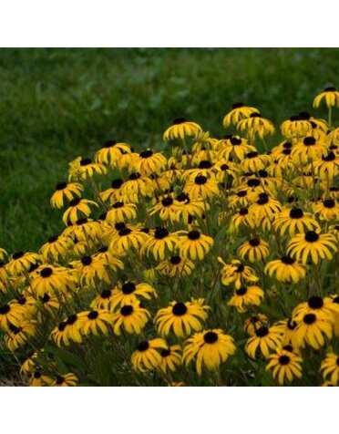 Black-Eyed Susan, Rudbeckia fulgida 'American Gold Rush' PP28498 1Q
