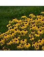Black-Eyed Susan, Rudbeckia fulgida 'American Gold Rush' PP28498 1Q