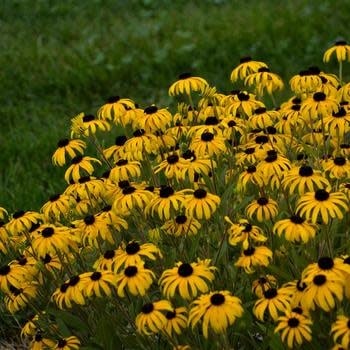 Black-Eyed Susan, Rudbeckia fulgida 'American Gold Rush' PP28498 1Q