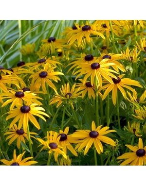 Black-eyed Susan, Rudbeckia fulgida var. sullivantii 'Goldsturm' 8"
