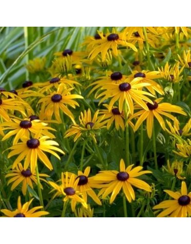 Black-eyed Susan, Rudbeckia fulgida var. sullivantii 'Goldsturm' 8"