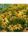 Black-eyed Susan, Rudbeckia fulgida var. sullivantii 'Goldsturm' 8"