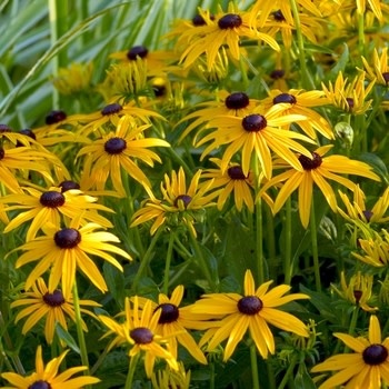 Black-eyed Susan, Rudbeckia fulgida var. sullivantii 'Goldsturm' 8"