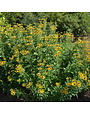 Black-eyed Susan, Rudbeckia subtomentosa 'Little Henry' 1G