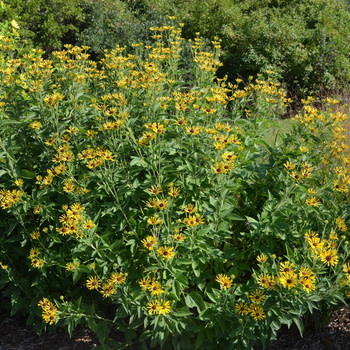 Black-eyed Susan, Rudbeckia subtomentosa 'Little Henry' 1G