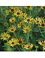Black-eyed Susan, Rudbeckia subtomentosa 'Little Henry' 1G