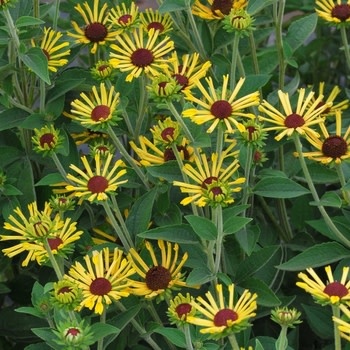 Black-eyed Susan, Rudbeckia subtomentosa 'Little Henry' 1G