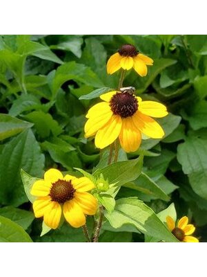 Brown-Eyed Susan, Rudbeckia triloba 'Filou' 1G