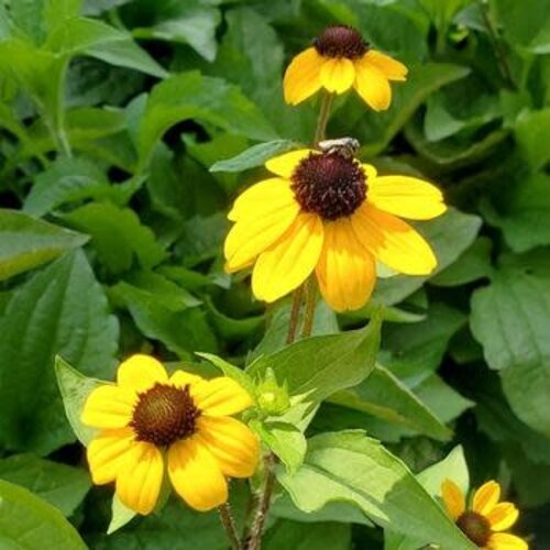 Brown-Eyed Susan, Rudbeckia triloba 'Filou' 1G