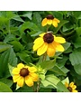 Brown-Eyed Susan, Rudbeckia triloba 'Filou' 1G