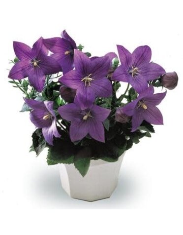 Balloon Flower, Platycodon 'Astra Blue' 1Q