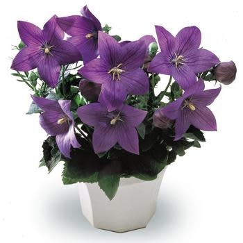 Balloon Flower, Platycodon 'Astra Blue' 1Q