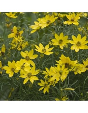 Tickseed, Coreopsis verticillata 'Zagreb' (Threadleaf) 1G NATIVE