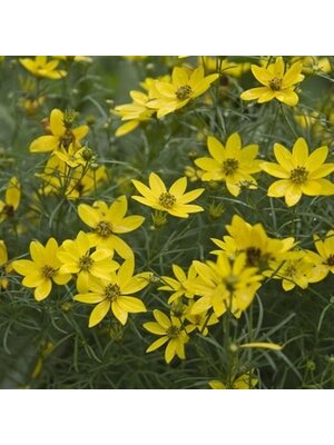 Tickseed, Coreopsis verticillata 'Zagreb' (Threadleaf) 1G NATIVE
