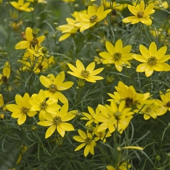 Tickseed, Coreopsis verticillata 'Zagreb' (Threadleaf) 1G NATIVE
