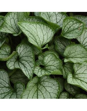 Bugloss, Brunnera macrophylla 'Frostbite' 1Q