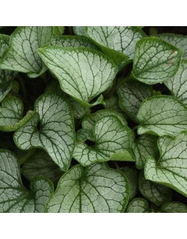 Bugloss, Brunnera macrophylla 'Frostbite' 1Q