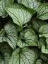 Bugloss, Brunnera macrophylla 'Frostbite' 1Q
