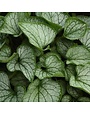 Bugloss, Brunnera macrophylla 'Frostbite' 1Q