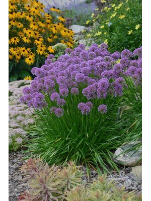 Allium, Allium x 'Millenium' 1G