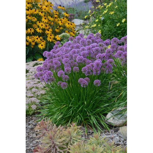 Allium, Allium x 'Millenium' 1G
