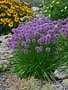 Allium, Allium x 'Millenium' 1G