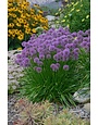 Allium, Allium x 'Millenium' 1G