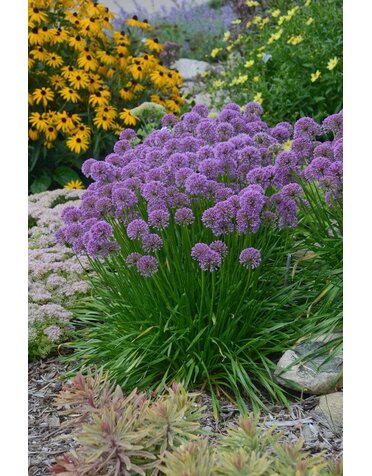 Allium, Allium x 'Millenium' 1Q