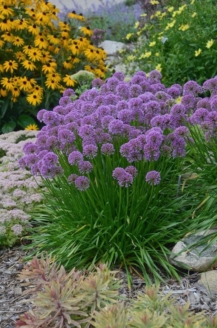 Allium, Allium x 'Millenium' 1Q