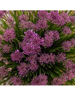 Allium, Allium x 'Windy City' 1G