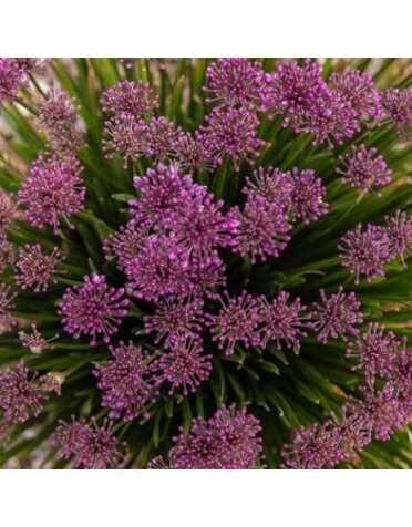 Allium, Allium x 'Windy City' 1G