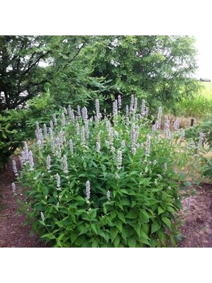 Hyssop, Agastache x 'Blue Fortune' 1G