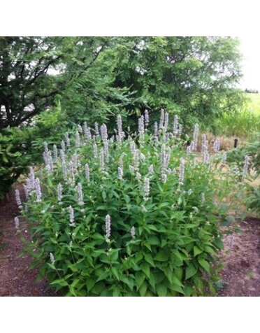 Hyssop, Agastache x 'Blue Fortune' 1G