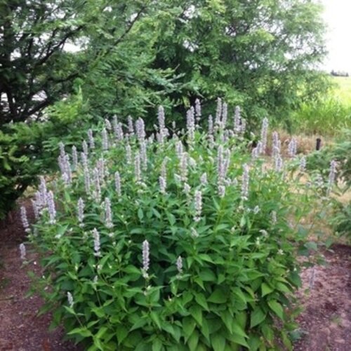 Hyssop, Agastache x 'Blue Fortune' 1G